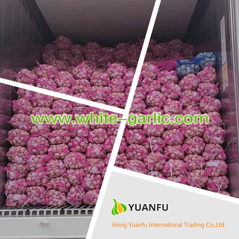 garlic exporters garlic exporters